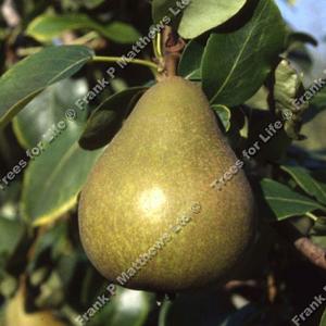 Pear (Pyrus) Williams' Bon Chretien - 12L Bush