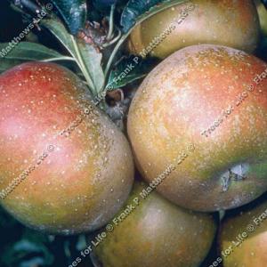 Apple (Malus) Egremont Russet - 12L Bush