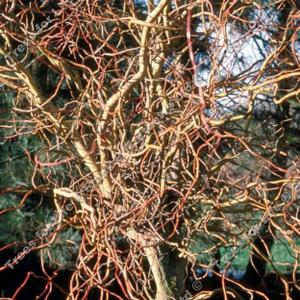 Salix ery Golden Curls - 12L Pot