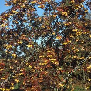 Sorbus Joseph Rock - 12L Pot