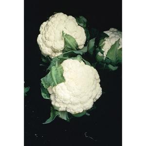 Cauliflower Gypsy F1 - 30 Seeds