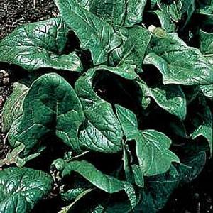 Spinach Tetona - 500 Seeds