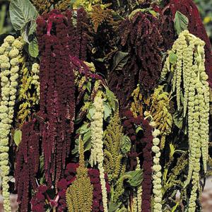 Amaranthus Magic Fountains - 450 Seeds