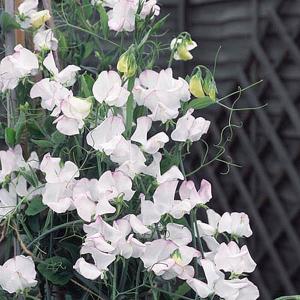 Sweet Pea Albutt Blue - 22 Seeds
