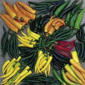 Cayenne Pepper Hot Stuff - 25 Seeds