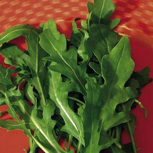 Rocket Wild - 670 Seeds