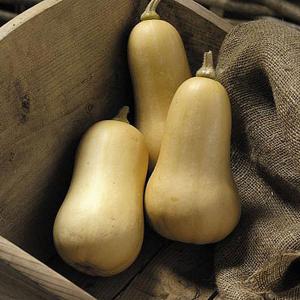 Squash Cobnut F1 - 12 Seeds