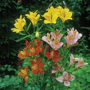Peruvian Lily High Society Mix - 30 Seeds