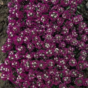 Alyssum Rosie O'Day - 550 Seeds