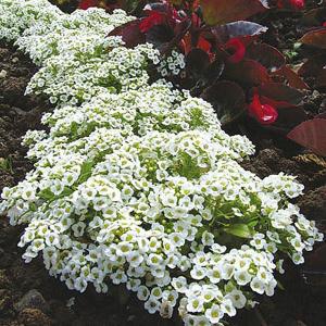 Alyssum Snow Carpet (Improved) - 1400 seeds