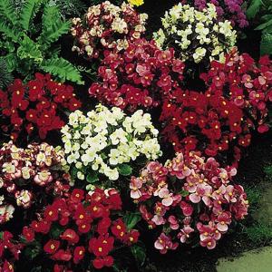 Begonia Devon Gems Mix F1 - Supacoat - 100 Seeds
