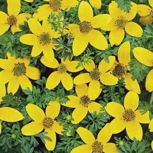 Bidens Golden Eye - 65 Seeds