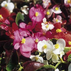 Begonia Tomfoolery Mix - 1400 Seeds