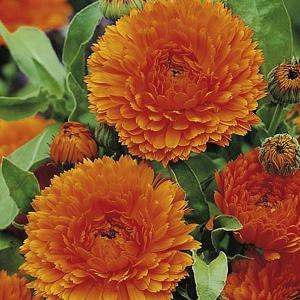 Calendula* Orange King - 150 Seeds