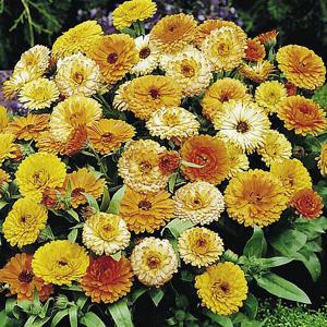 Calendula (Marigold) Fiesta Gitana - 170 seeds
