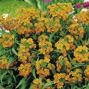 Siberian Wallflower - 550 Seeds