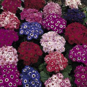 Cineraria Spring Glory - 70 Seeds