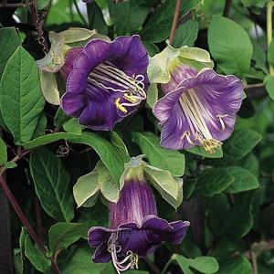 Cup & Saucer Plant - 15 Seeds