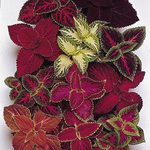Coleus Rainbow Mix - 100 Seeds