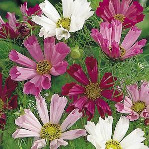 Cosmea Sea Shells Mix - 70 Seeds