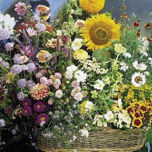 Cottage Garden Mixture - 1100 Seeds