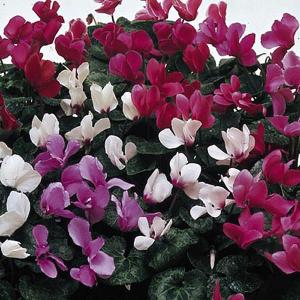 Cyclamen Sweet Scented Mix - 9 Seeds