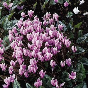 Cyclamen Hederifolium Winter Cheer - 12 Seeds