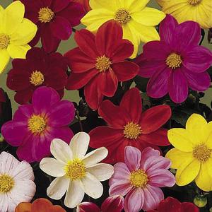 Dahlia Coltness Hybrids Mix - 75 Seeds