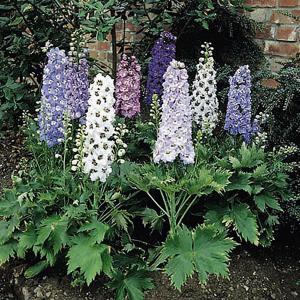 Delphinium Dwarf Magic Fountains Mix - 80 seeds