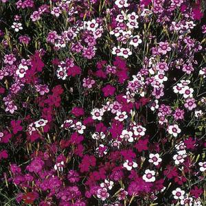 Dianthus Twinkletoes Mix - 200 Seeds