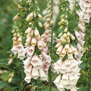 Foxglove Suttons Apricot - 500 Seeds