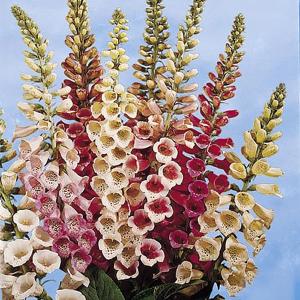 Foxglove Speckled Spires Mix - 4600 Seeds