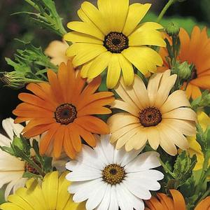 Star of the Veldt Summer Time Mix - 190 Seeds