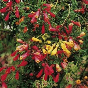 Chilean Glory Flower Eccremocarpus - 250 Seeds