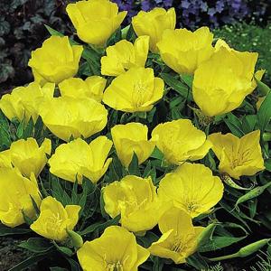 Evening Primrose Yellow Queen - 30 Seeds