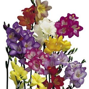 Freesia Royals Mix - 20 Seeds