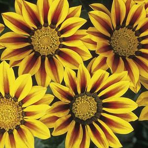 Gazania Daybreak Red Stripe F1 - 27 Seeds