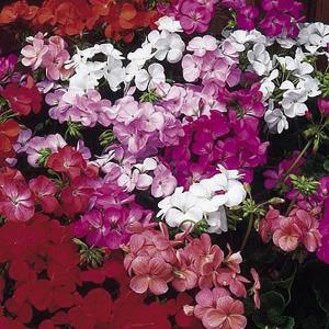 Geranium Capri - 20 Seeds