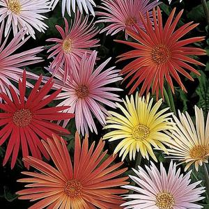 Gerbera Feisty Mix - 45 Seeds