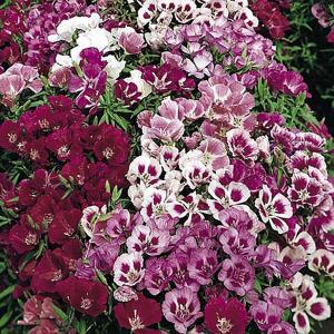 Godetia Little Frills Mix - 900 Seeds