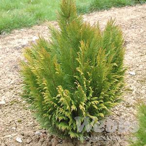 Chamaecyparis lawsoniana Broomhills Gold - 3ltr pot