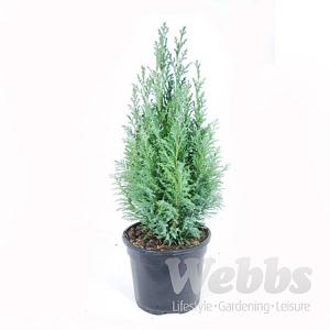 Chamaecyparis lawsoniana Ellwoodii - 3ltr pot