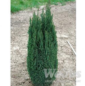 Chamaecyparis lawsoniana Ellwoods Pillar - 3ltr pot