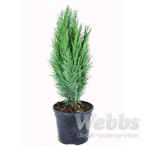 Chamaecyparis lawsoniana Grayswood Feather - 3ltr pot