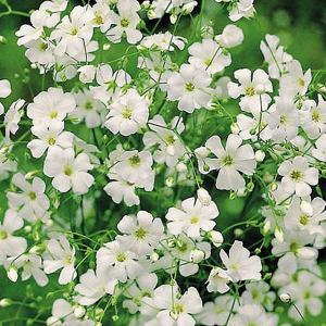 Gypsophila Covent Garden White - 1800 Seeds