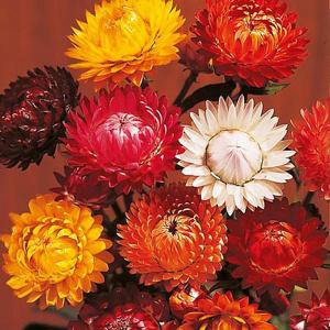 Straw Flower Forever Mix - 850 Seeds