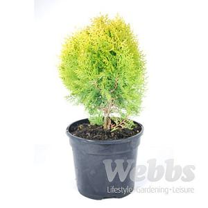 Chamaecyparis lawsoniana Minima Aurea - 3ltr pot