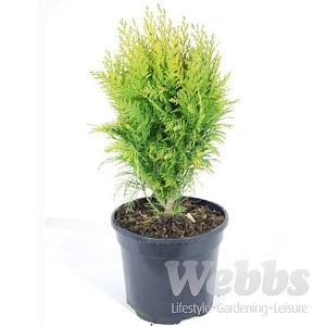 Chamaecyparis lawsoniana Stardust - 3ltr pot