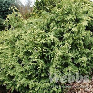 Chamaecyparis lawsoniana Summer Snow - 3ltr pot