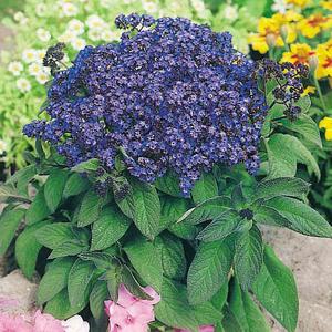 Heliotrope Marine - 200 Seeds